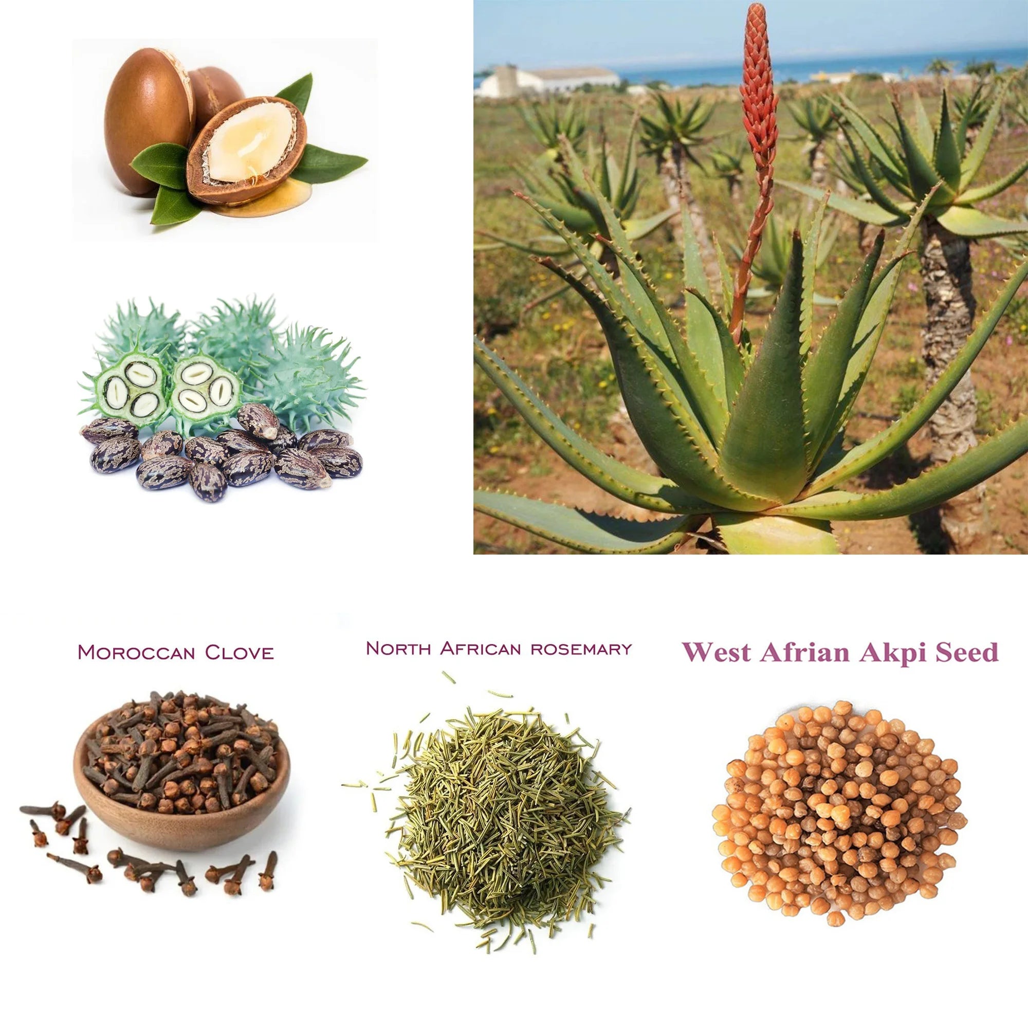 African Rosemary & Cloves Hot Oil